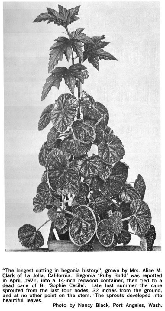 B. ‘Ruby Budd’